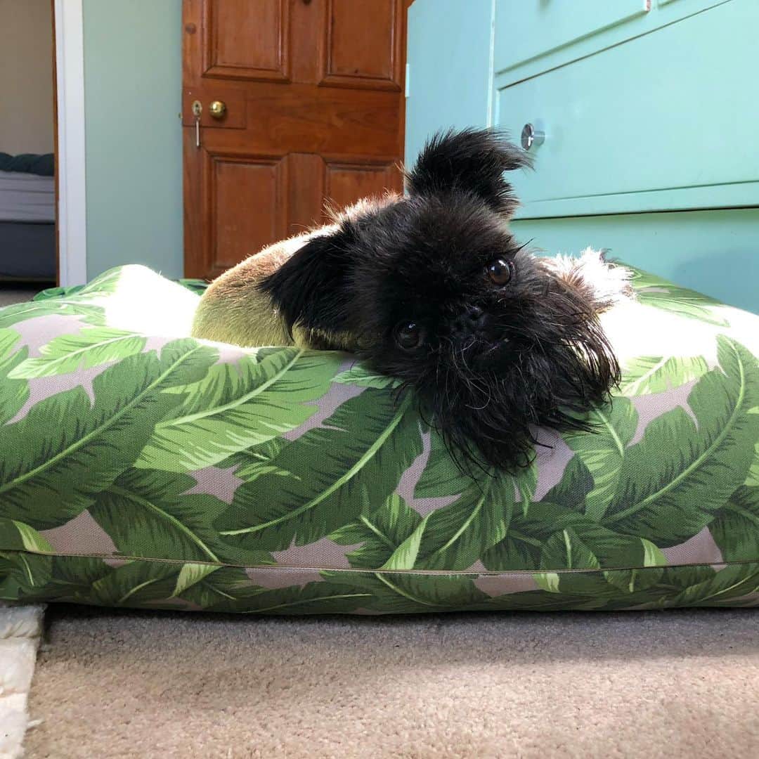Digby & Aloのインスタグラム：「How to know if your parents love you: they put your new @mrsofttop bed in the sunny spot ☀️」