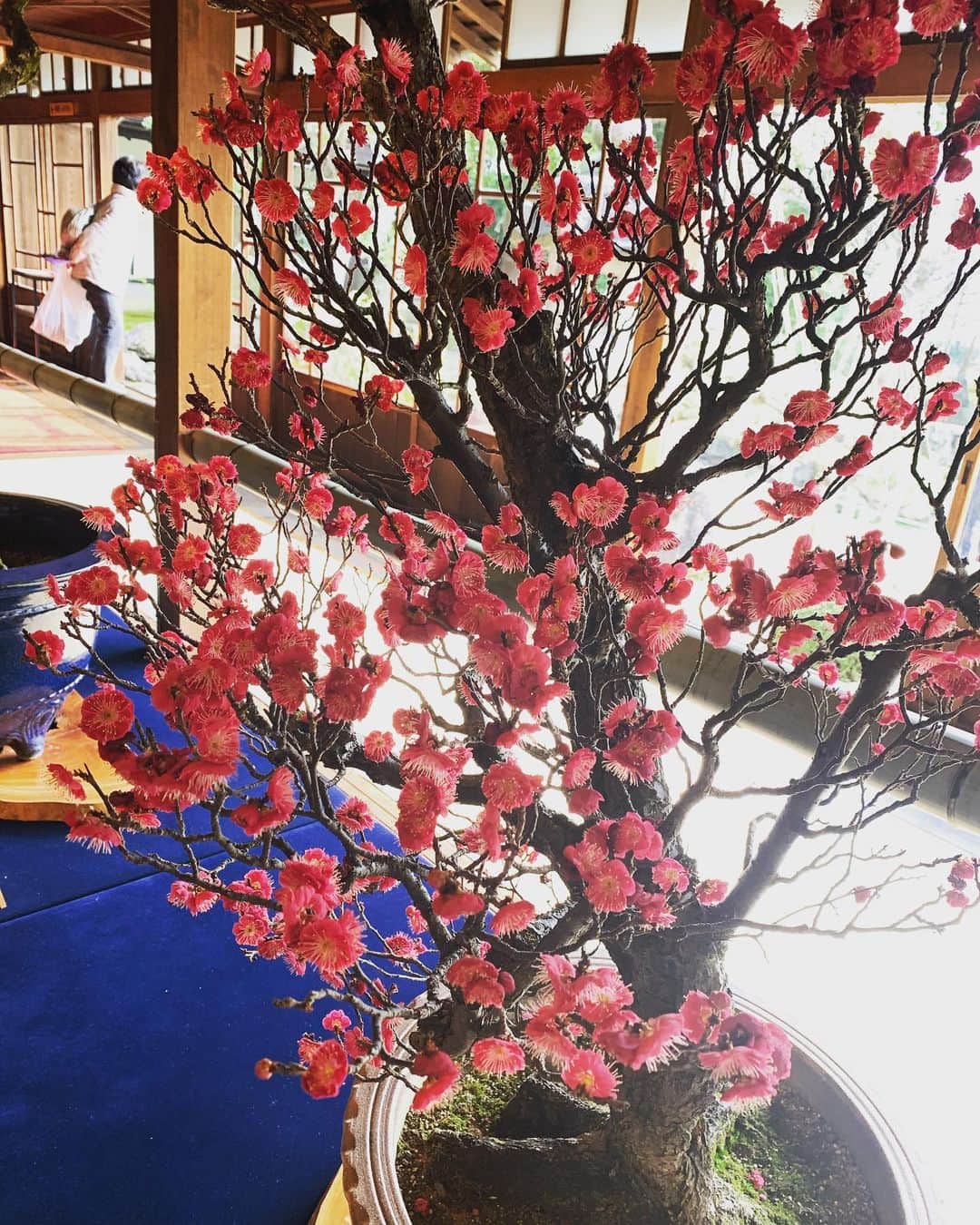 北村響さんのインスタグラム写真 - (北村響Instagram)「#盆梅展 #盆梅 #盆栽 #和 #長浜 #美しい   樹齢400年の盆梅もあって 驚きました 素晴らしい作品を見れて 感動しました😭」2月7日 11時08分 - k.bikistagram