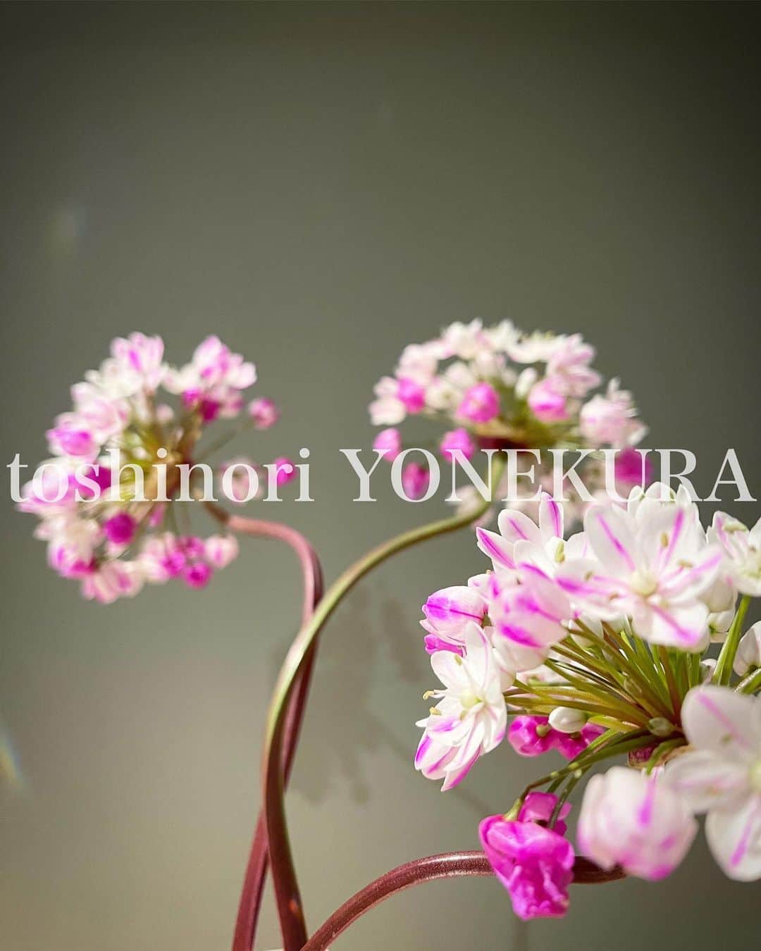 米倉利紀さんのインスタグラム写真 - (米倉利紀Instagram)「flowers of the day @ FUKUOKA border #日替わり #心遣い #春」2月7日 11時13分 - toshi_yonekura