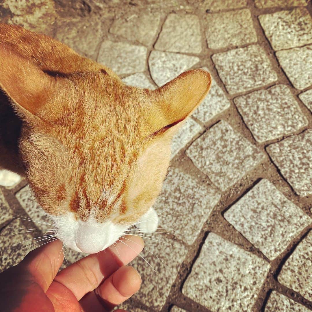 浅田信一さんのインスタグラム写真 - (浅田信一Instagram)「猫に挨拶しつつランニング5KM👟」2月7日 11時13分 - asada_shinichi