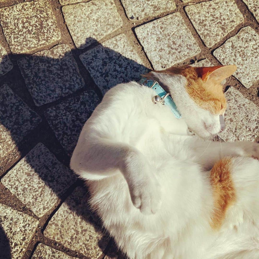 浅田信一さんのインスタグラム写真 - (浅田信一Instagram)「猫に挨拶しつつランニング5KM👟」2月7日 11時13分 - asada_shinichi