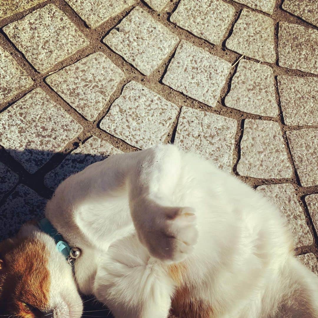 浅田信一さんのインスタグラム写真 - (浅田信一Instagram)「猫に挨拶しつつランニング5KM👟」2月7日 11時13分 - asada_shinichi