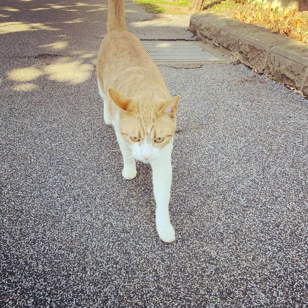 浅田信一のインスタグラム：「猫に挨拶しつつランニング5KM👟」