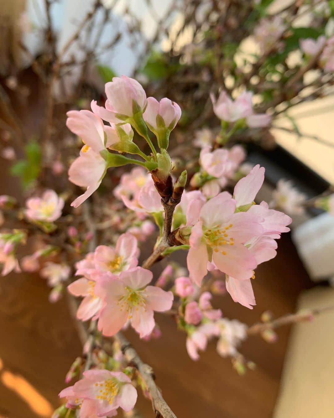 三浦隆一のインスタグラム：「我が家の桜の花が咲きました」