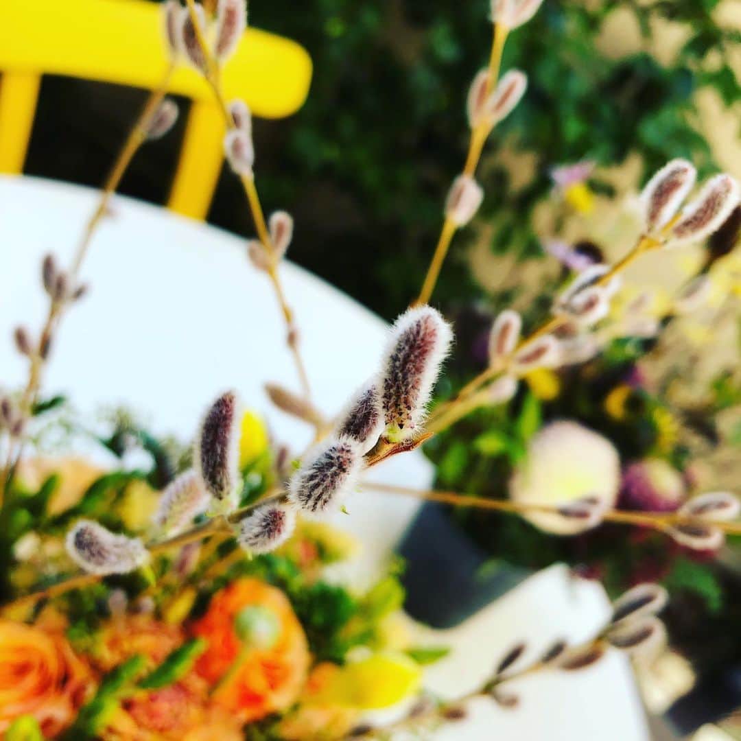 デザオ建設北野展示場さんのインスタグラム写真 - (デザオ建設北野展示場Instagram)「皆様こんにちは！ デザオ建設北野展示場です。  気が付けば立春も過ぎたので 玄関のお花も春仕様に。  今回も #谷川花店 さんにフラワーアレンジメントをお願いしました。 春らしい華やかさともふもふしたねこやなぎがマッチングして可愛いです！  展示場の玄関にドーンと置かせて頂いてますので、 ご来場の際はぜひ見てみてくださいね♪  皆様のご来場お待ちしております！  #玄関に飾り棚のある家 #季節と共に #ねこやなぎ #もふもふ #ライフスタイルリノベーション #マンションリノベ #マンションリノベーション #京都#戸建リノベーション #和モダン ​ #マイホーム #一戸建て #京都の注文住宅 #こだわりポイント #設計 #デザオ建設​ #DEZAO #デザオ建設北野展示場 #つなぐモデルハウスとこしえ #デザオ北野スクエア #DsLABO #リフォーム​#リノベーション #注文住宅​#住宅展示場 #住宅展示場巡り」2月7日 11時39分 - dezao_kitano2018