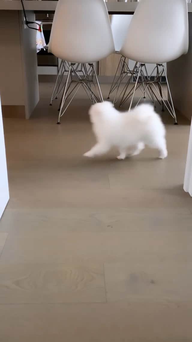 DogsOf Instagramのインスタグラム：「“Anyone else follow your humans around because you get a bad case of ✨FOMO ✨?— @daisythewhitepom #stagefiveclinger   #dogsofinstagram #dogswithfomo #fomo」