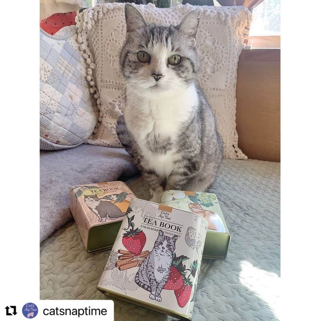 Afternoon Teaさんのインスタグラム写真 - (Afternoon TeaInstagram)「#Repost @catsnaptime with @make_repost ・・・ 2/10～Cat’s NapTime第6弾がスタート！「FRUITS TEA PARTY」がテーマのアイテムが登場！ #cats_naptime6  FRUITS TEA PARTYにはかかせない紅茶がブック型の缶に入って登場。紅茶はフルーツの香りを楽しめます。缶にはそのフレーバーのフルーツとネコの姿が描かれていて、コレクションしたくなるアイテムです。ストロベリー＆シナモンのフレーバーの缶にはサバ美のアートが。  #catsnaptime #AfternoonTea #AfternoonTeaLIVING #アフタヌーンティー #アフタヌーンティーリビング #ネコ #紅茶 #ティータイム #紅茶缶 #TEA #catsissue #FRUITSTEAPARTY #サバ美」2月7日 12時00分 - afternoontea_official