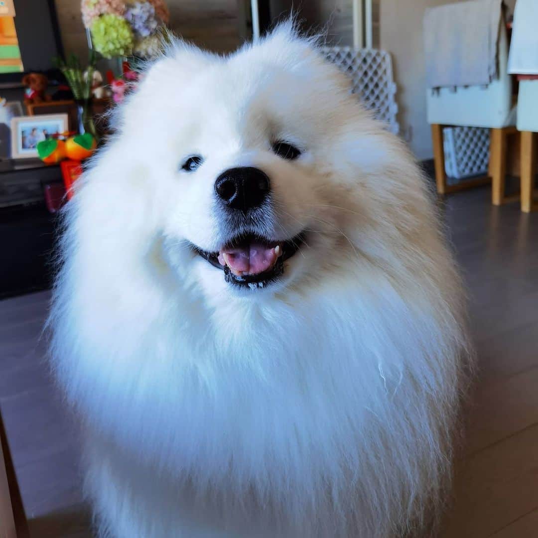 Alex Toのインスタグラム：「😘😘😘 #cute #dog #doglover #dogsofinstagram #dogoftheday #dogofthedayjp #dogstagram #fluffy #hkig #hongkong #ilovemydog #instadog #instagood #instamood #instagraphy #instapic #samoyedoninstagram #pet #petlovers #petsofinstagram #petstagram #photooftheday #puppy #pupsofinstagram #samoyed #samoyedsofinstagram #webstagram #犬 #サモエド」