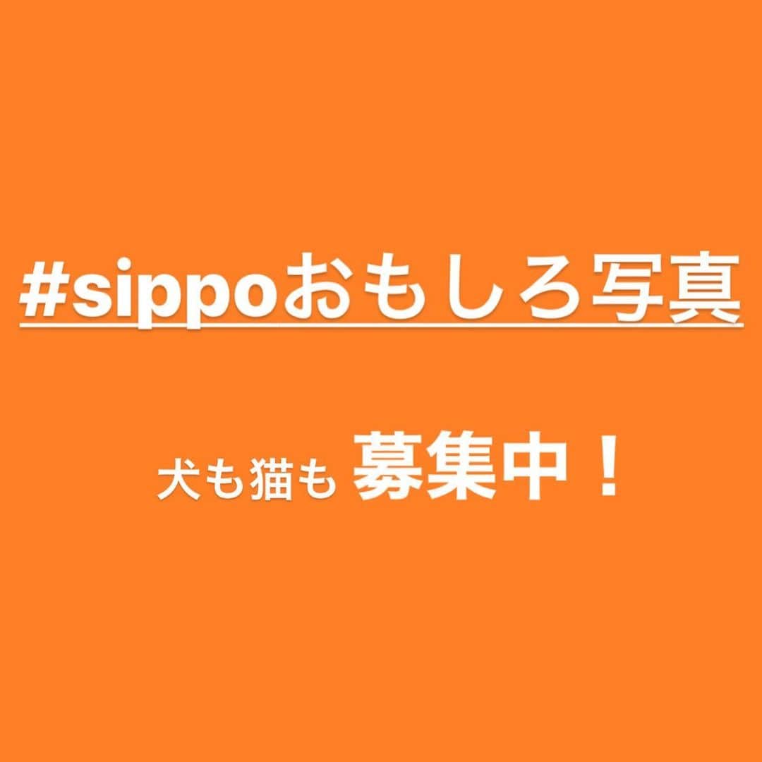 sippoのインスタグラム