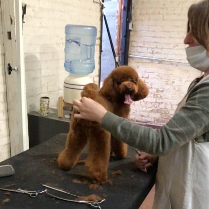Dogs by Ginaのインスタグラム：「Aiko is too happy for his hair cut 🥰」