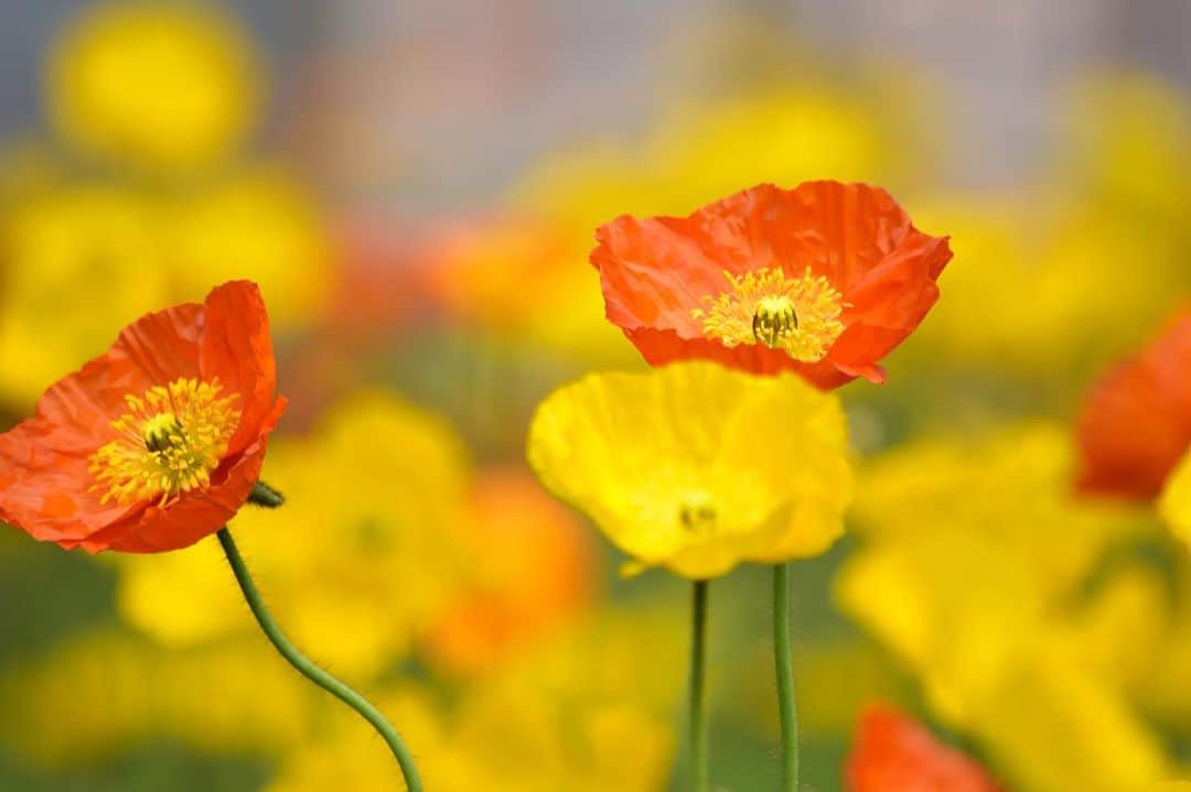 のインスタグラム：「💐まきばのお花摘み💐  開催中です！ 現在はポピー、キンギョソウを摘むことができます☺️  #開催状況はHPをご確認ください #数が無くなり次第終了 #成田ゆめ牧場 #ゆめ牧場 #牧場 #千葉県 #お花摘み #花のある暮らし #ポピー #キンギョソウ #可愛い #カラフル #naritadreamfarm #farm #farmstagram #flower」