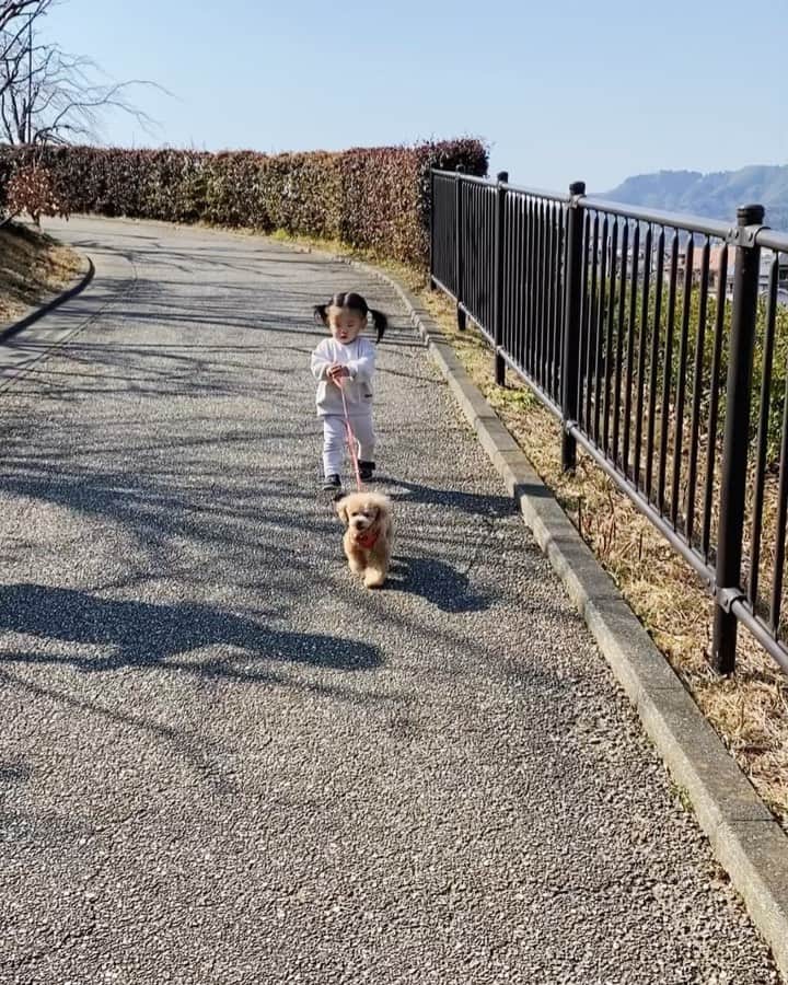 姫野れみのインスタグラム：「お散歩してる(つもり)🐩👧🏻🌸 たまらなすぎる光景に同じような動画を 何度も撮っちゃいました、笑  #baby #girl #babygirl #1st #17months #dog #tiny  #tinypoodle #poodle #toypoodle #dogstagram  #mydog #instadog #lovemydog #lovedog #1歳 #17ヶ月 #赤ちゃん #ベビー #女の子ベビー #女の子 #赤ちゃんのいる生活 #べびすたぐらむ #愛犬 #ヴィヴィ #タイニープードル #タイニー #トイプードル #トイプー」