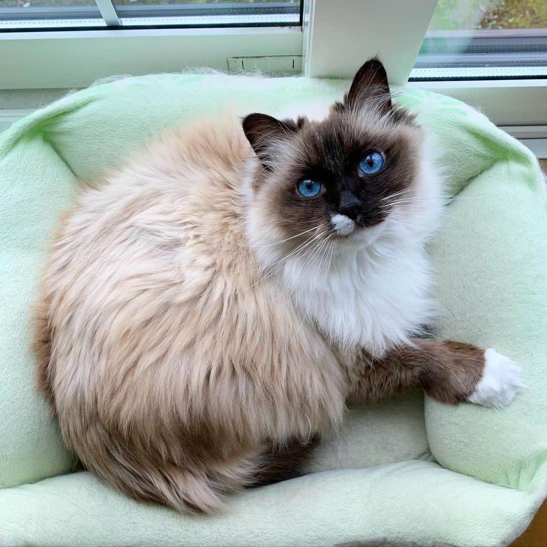 takegaeruのインスタグラム：「大好きなベッドで御満悦😊  #cat #猫 #ragdoll #ラグドール #ホワイトポッチーズ」