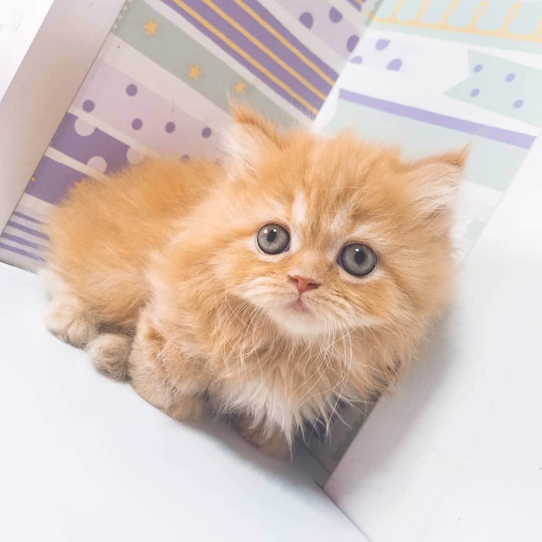 マンチカン(munchkin)キャットファーム大谷さんのインスタグラム写真 - (マンチカン(munchkin)キャットファーム大谷Instagram)「お客様にゃんこちゃん❤  #キャットファーム大谷#まんちかん#マンチカン#ネコ#こねこ#にゃんこ#猫ちゃん#ねこ部#ニャンスタグラム#猫#ねこ#子猫#モフモフ#モフモフねこ#ミヌエット#短足#ねこすたぐらむ#愛猫#かわいい#ふわもこ部#猫のいる暮らし#マンチカンブリーダー#ミヌエットブリーダー#cat#catsgram #catsofinstagram#instacat#picneko」2月7日 14時26分 - roytar222