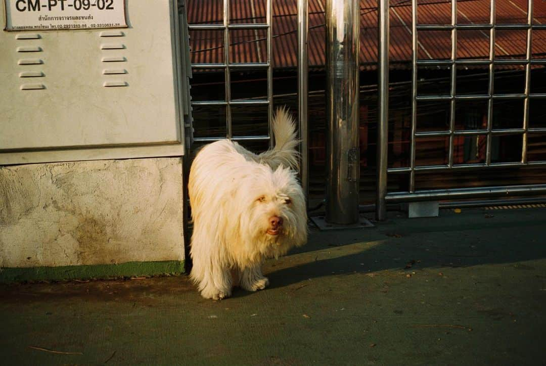 Supassaraさんのインスタグラム写真 - (SupassaraInstagram)「🐶💦💨  #filmphotography #ibelieveinfilm #contaxt3 #fujicolor100 #filmisnotdead #ishootfilm #Dog #filmisalive #sunsetlovers」2月7日 15時26分 - supassra_sp