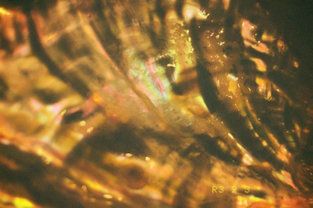 杉原由規奈のインスタグラム：「貝殻の光の当たり方で変わるこのなんとも言えないオーロラな色合いがとても好き。」