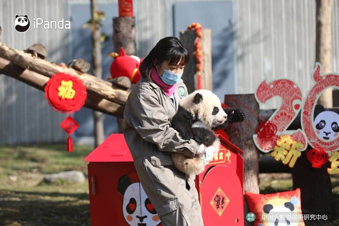 iPandaさんのインスタグラム写真 - (iPandaInstagram)「Super adorable blessings from baby pandas are sending to you.😘 Ten panda cubs born last year made their group debut and enjoyed playing with the festive toys today at the Shenshuping base of the China Conservation and Research Center for Giant Panda. Please accept the sincere greetings and welcome the upcoming Year of the Ox🐂 in a joyful mood!🥳❤️ 🐼 🐼 🐼 #Panda #iPanda #Cute #FBLive #PandaPic #ChineseCulture #HappyChineseNewYear #PandaNews #CCRCGP」2月3日 18時41分 - ipandachannel