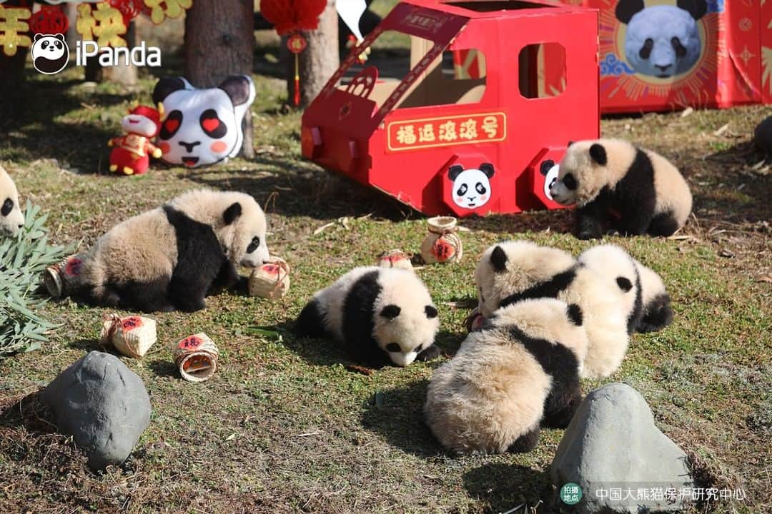 iPandaさんのインスタグラム写真 - (iPandaInstagram)「Super adorable blessings from baby pandas are sending to you.😘 Ten panda cubs born last year made their group debut and enjoyed playing with the festive toys today at the Shenshuping base of the China Conservation and Research Center for Giant Panda. Please accept the sincere greetings and welcome the upcoming Year of the Ox🐂 in a joyful mood!🥳❤️ 🐼 🐼 🐼 #Panda #iPanda #Cute #FBLive #PandaPic #ChineseCulture #HappyChineseNewYear #PandaNews #CCRCGP」2月3日 18時41分 - ipandachannel