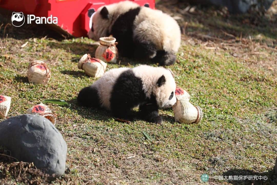 iPandaさんのインスタグラム写真 - (iPandaInstagram)「Super adorable blessings from baby pandas are sending to you.😘 Ten panda cubs born last year made their group debut and enjoyed playing with the festive toys today at the Shenshuping base of the China Conservation and Research Center for Giant Panda. Please accept the sincere greetings and welcome the upcoming Year of the Ox🐂 in a joyful mood!🥳❤️ 🐼 🐼 🐼 #Panda #iPanda #Cute #FBLive #PandaPic #ChineseCulture #HappyChineseNewYear #PandaNews #CCRCGP」2月3日 18時41分 - ipandachannel