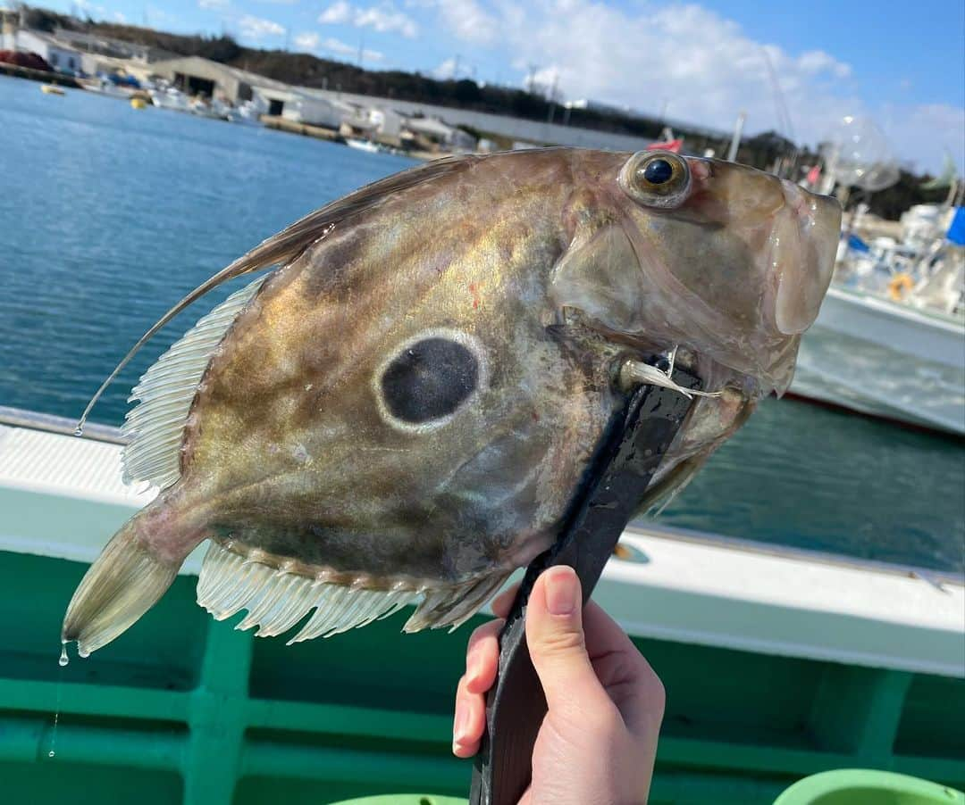 太田唯さんのインスタグラム写真 - (太田唯Instagram)「@fishingvision 🎣✨✨✨  きょうは釣りビジョン 「大漁！関東沖釣り爆釣会」のロケに行ってきました！  今回は日立沖にて #日正丸 さん🚢  ターゲットは初の "ヒトツテンヤ真鯛" 今までやってたコマセ真鯛とはまた違った釣り方で、微かな竿の揺れで瞬間的に合わせるのめっちゃ面白いですねー！😁👌 苦戦しながらもどハマりしました(笑)  中盤からはだんだんとモノにできるようになっていい釣果！ 写真は先生が釣ったマトウダイです。 今日はゲストも豊富でした🌈  今日の様子は2/18放送です！ 〆はラーメン これが最高です。  #fishing  #fishinglife #japan_of_insta  #釣り #テンヤマダイ #マトウダイ  #釣果 #日正丸 #海釣り  #釣りスタグラム #東京釣り #関東釣り #釣りビジョン」2月3日 19時01分 - yuiohta.official