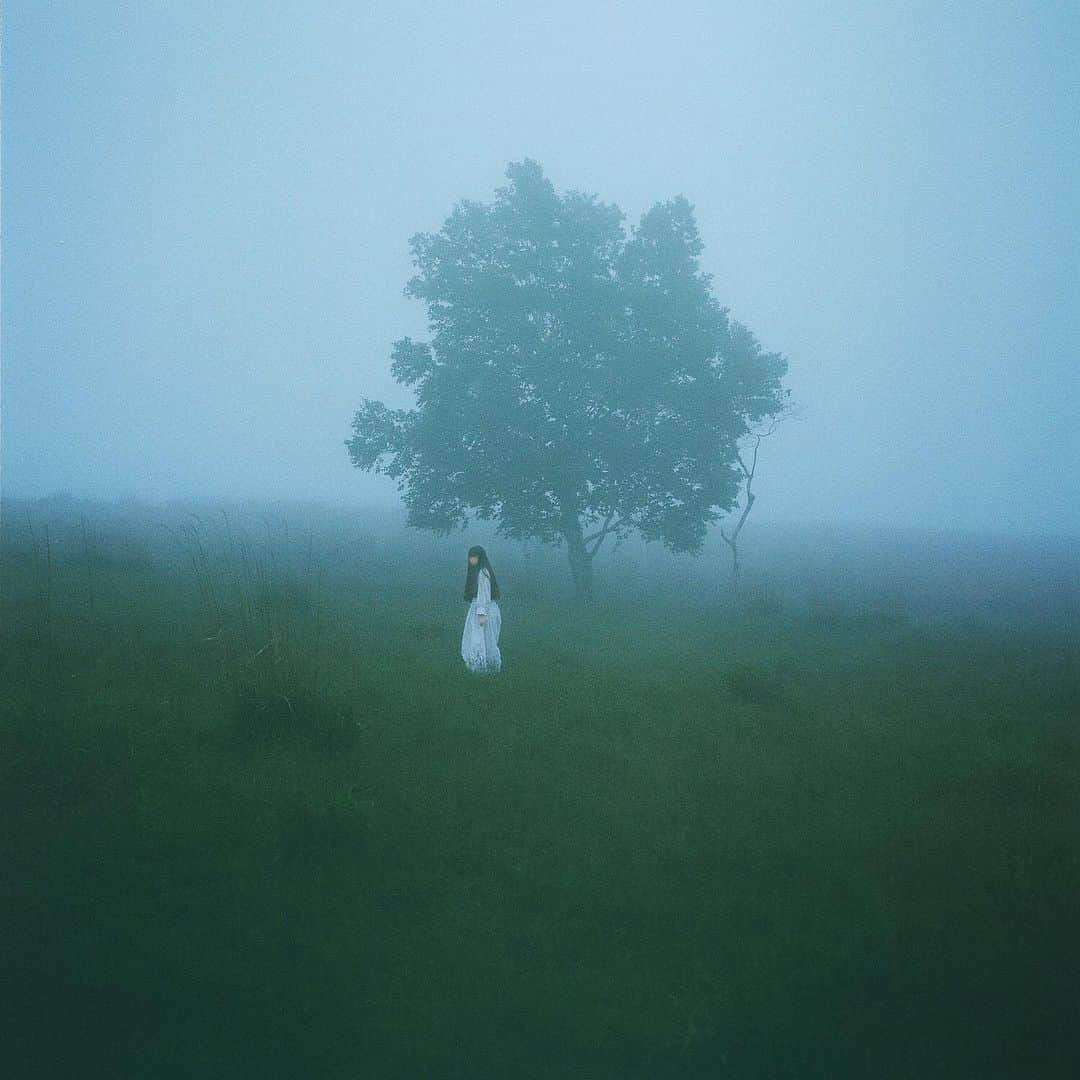 青葉市子のインスタグラム：「﻿ new release﻿ 3 Feb. 2021﻿ ﻿ 「アンディーヴと眠って」﻿ "Asleep Among Endives"﻿ ﻿ Lyric and Composer：Ichiko Aoba﻿ Recording & Mixing & Mastering Engineer：Toshihiko Kasai(studio ATLIO)﻿ @casxtx  Photographer：Kodai Kobayashi﻿ @tengoyola  ﻿ ﻿ ℗hermine﻿ ﻿ *﻿ アンディーヴの葉は柔らかい。﻿ 葉を一枚、根本からそっと剥ぐように千切る。﻿ 白くて毛羽立って、弧を描く、﻿ まるで手のひらで卵を包んでいるかのようなフォルム。﻿ その白い産毛の皮膚を舌に乗せ、上顎をかぶせると、﻿ 柔らかい草の生い茂った丘を食んでいるよう。﻿ ﻿ 丸めた大地の手のひらに、包まれたら、﻿ 甘く苦い。﻿ 咀嚼の音はほとんど聞こえない。﻿ 上下の歯をそっと受け入れ自らを放つ。﻿ 赤ちゃんの食べる、ほわほわにとけてしまうおせんべいのように。﻿ ﻿ 懐かしさを感じるとき、眉間のあたり、﻿ 嗅覚の奥の奥の方で苦味が生じるのと似ている。﻿ 思い出にたどり着いた時、微かな甘味に変わる。﻿ ﻿ 目を閉じる。﻿ ﻿ リンドウの咲く丘に立っている。﻿ 美しく光る大地から見上げる、ここが世界のふちだとわかる。﻿ 一歩踏み出せば、離れてしまう。﻿ 星屑が落ちてきそうな夜空を見上げる。﻿ くるぶしのあたりで、花びらがそよ風に靡いている。﻿ 大地のある安堵、夜風の緩やかな進み。﻿ このまま深い闇夜の毛布に。﻿ できるだけ長く。﻿ ひどく眠い、薄い意識の中、熟睡せずにいる、漂っている、そのひとときに、貴方の温もりがある。﻿ ﻿ アンディーヴと眠って、﻿ 今は世界も目を閉じて、﻿ 私たちを隠して。﻿ ﻿ ﻿」