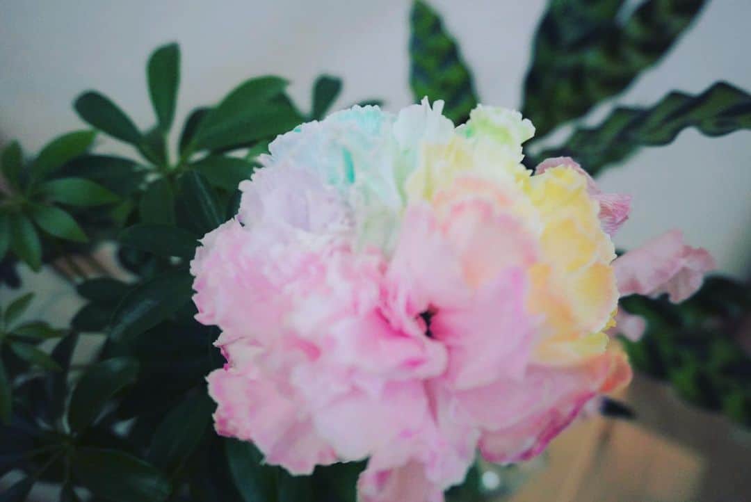 夢花らんのインスタグラム：「ふわふわカーネーション♡ レインボーカラーでお家に華を添えてくれてます♪ 見るたびにニコってなる💗  #カーネーション  #生花  #レインボー  #虹 #お花のある生活  #可愛い #CUTE」