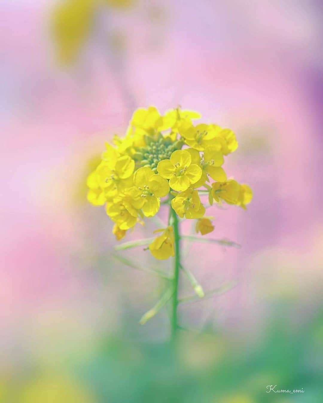 花の写真館のインスタグラム：「Photo by @kuma_emi.⠀ https://instagram.com/kuma_emi/⠀ .⠀ Original Post[投稿いただいたURL]⠀ https://www.instagram.com/p/B-W9E_Hgv9f/⠀ .⠀ 本アカウントは、 #私の花の写真 をつけてInstagramに投稿された皆さまの花の写真や、「花の写真館」Facebookページで投稿された花の写真を紹介します。⠀ 「花の写真館」Facebookページは、「 @floral.photograph 」のプロフィールにあるURLからご覧ください。⠀ .⠀ ※各自、政府、自治体など公的機関の指示に従った行動をお願いします。⠀⠀ 東京カメラ部および分室では、写真を「見る楽しみ」を提供することを通して、微力ながら皆様にわずかな時間でも癒しをお届けしたいと思っております。⠀ ※本アカウントは東京カメラ部がFacebook、Instagramのサービスを利用して運営しているもので、Facebook社・Instagramとは一切関係ありません。⠀ .⠀ #花の写真館 #floralphotograph #floralphoto #flower #flowers⠀ Follow: @floral.photograph」