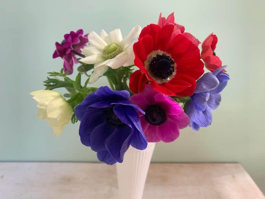 澤田愛美さんのインスタグラム写真 - (澤田愛美Instagram)「. スーパーJチャンネルABA 毎週水曜日は「きょうの花日記」🌸  今回は春の定番の花のひとつ、アネモネです。 インパクトのある見た目が素敵ですね☺️  アネモネの名前はギリシャ語のアネモス＝風から来ています🍃 イギリスではwind flower、風の花と一般に呼ばれていて ハウスでの栽培でも風通しが良くなるよう工夫されています🤔 明るい場所では咲き、暗くなると閉じる性質があるので 毎日変化する様子を見るのも楽しみのひとつです✍️✨   #花のある暮らし #アネモネ   #スーパーjチャンネルaba」2月3日 19時30分 - amy____oxox