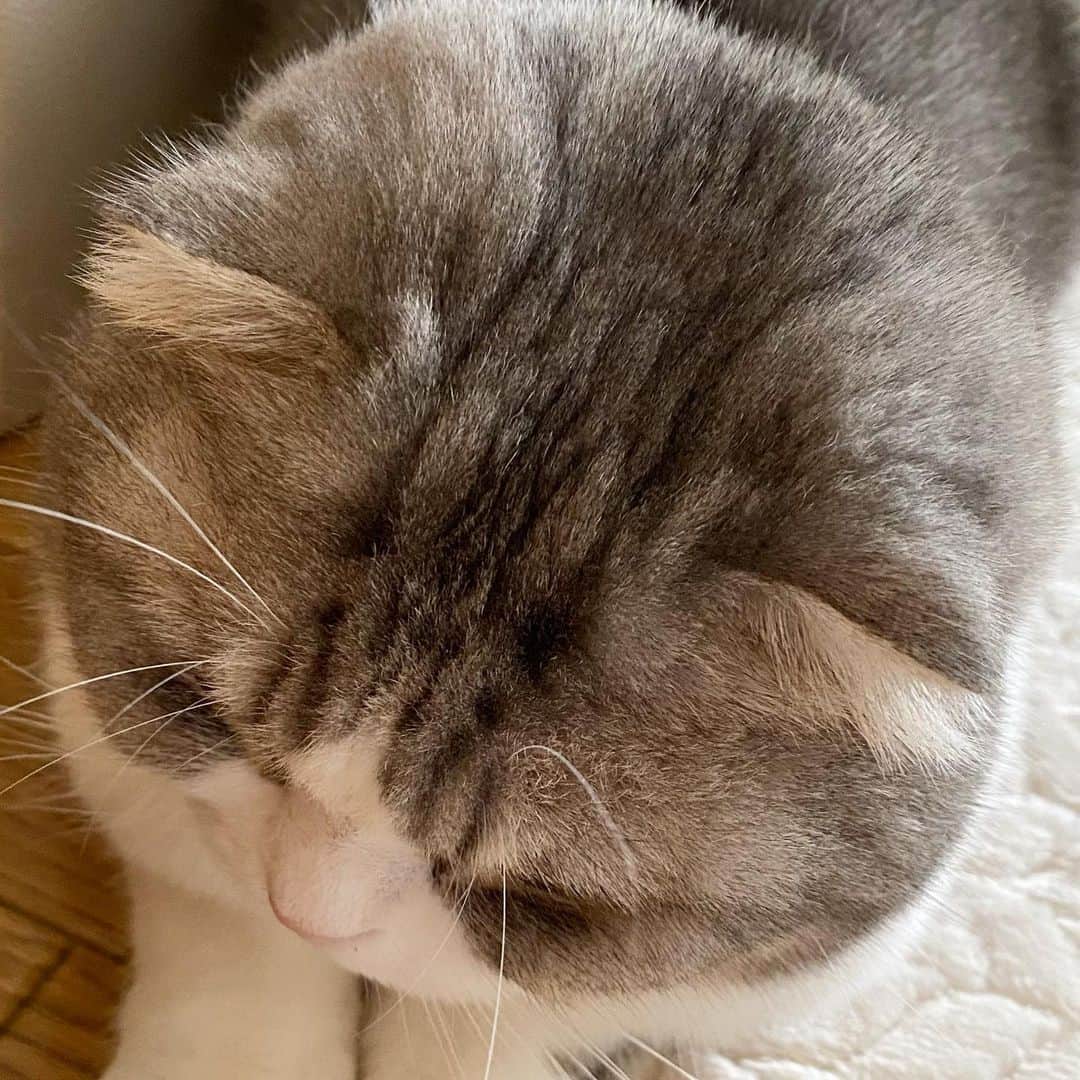 *eri*のインスタグラム：「┈ ☺︎﻿ ﻿ こんばんは⋆｡˚✩﻿ ﻿ ﻿ 頭なでなですると﻿ 逃げられるww🤣💦﻿ ﻿ 2021.2.3﻿ #猫 #ねこ #スコティッシュフォールド #ネコ #ねこ部 #にゃんこ #スコティッシュ#ニャンコ#ペット#スコ#猫部#cat #Scottishfold」