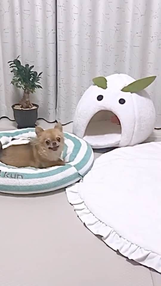 沙耶のインスタグラム：「2021.2.3 出来る出来ないじゃなくて、もうやるしかないんだよなぁ。。」