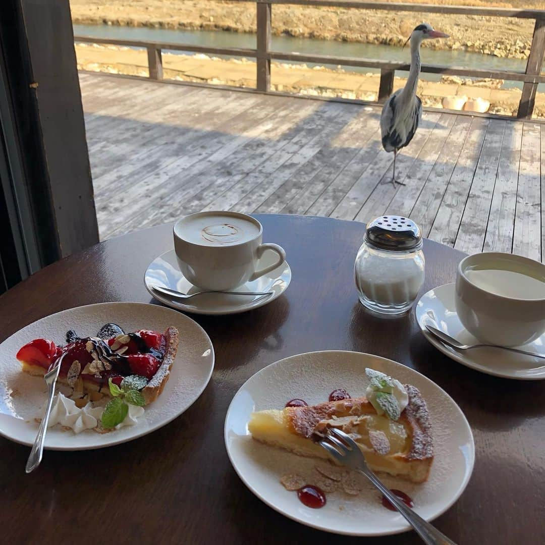 小川沙樹のインスタグラム：「鴨川を眺めながらぼーっとできるkawa cafe☕️ そしてアオサギに二度見された…  ちなみにこのアオサギのお名前はナポレオンらしいです🤫」