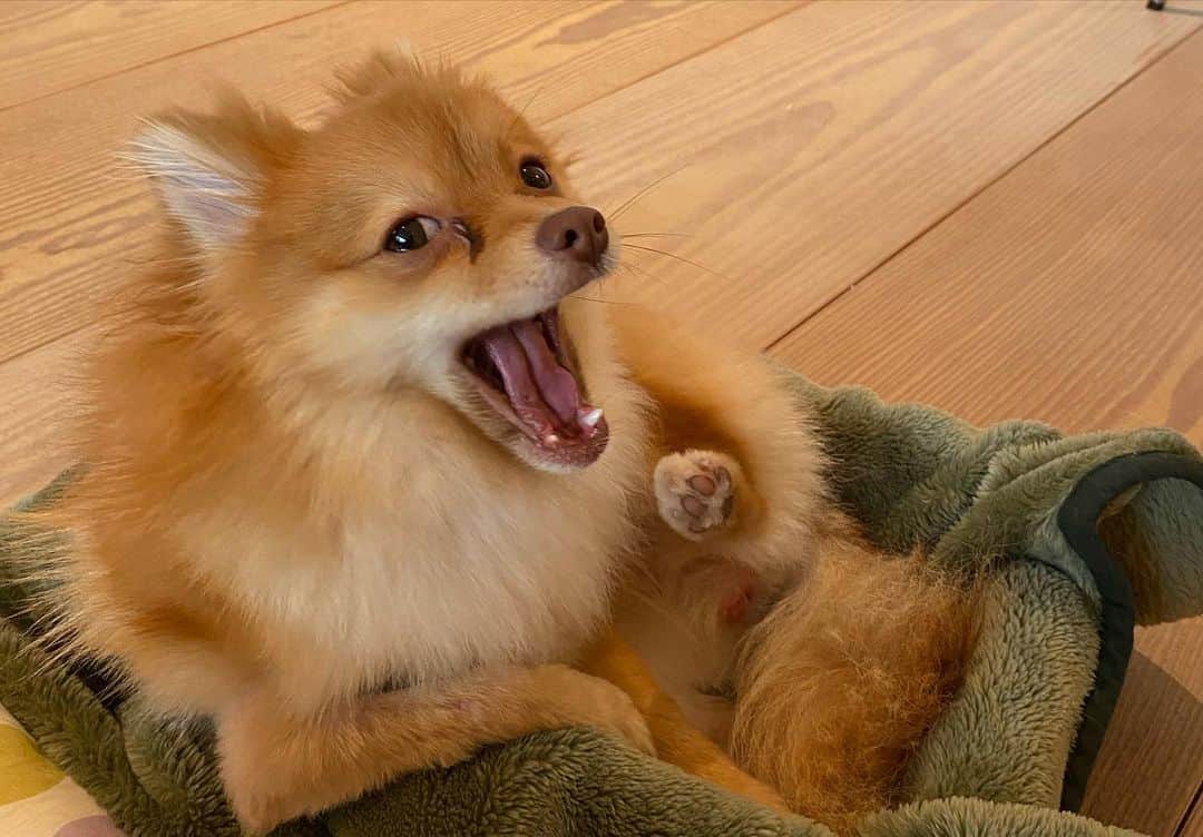 こよちゃんさんのインスタグラム写真 - (こよちゃんInstagram)「7枚目がお気に入りです🌟 ・ ・ 愛犬アカウント @coco_chan0113  も少しずつ投稿してるので見てねん💌 #こよのおイヌ   ・  ・  ・  #いぬバカ部 #いぬすきさんと繋がりたい🐶 #いぬすた #いぬは家族 #ポメラニアン #ポメラニアン子犬 #ポメラニアンオレンジ #ポメラニアン好き #可愛い君が愛おしい #犬 #犬スタグラム #犬写真 #おしゃんぽ #スヌーピー #笑顔 #あにまるしゃしんぶ #dogstagram #dogphoto #pomeranian #pomeranianpuppy #pomeranianlovers #pomeraniandog #pomeranianswag #pomeraniangirl #petlovers #pet #instapet #pets_of_instagram #petoftheday」2月3日 19時56分 - koyomatsu5