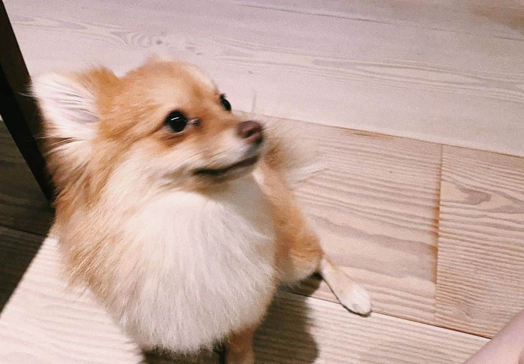 こよちゃんさんのインスタグラム写真 - (こよちゃんInstagram)「7枚目がお気に入りです🌟 ・ ・ 愛犬アカウント @coco_chan0113  も少しずつ投稿してるので見てねん💌 #こよのおイヌ   ・  ・  ・  #いぬバカ部 #いぬすきさんと繋がりたい🐶 #いぬすた #いぬは家族 #ポメラニアン #ポメラニアン子犬 #ポメラニアンオレンジ #ポメラニアン好き #可愛い君が愛おしい #犬 #犬スタグラム #犬写真 #おしゃんぽ #スヌーピー #笑顔 #あにまるしゃしんぶ #dogstagram #dogphoto #pomeranian #pomeranianpuppy #pomeranianlovers #pomeraniandog #pomeranianswag #pomeraniangirl #petlovers #pet #instapet #pets_of_instagram #petoftheday」2月3日 19時56分 - koyomatsu5