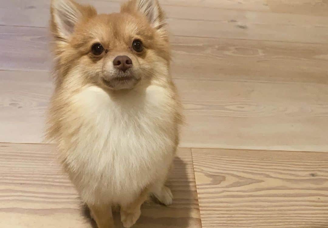 こよちゃんさんのインスタグラム写真 - (こよちゃんInstagram)「7枚目がお気に入りです🌟 ・ ・ 愛犬アカウント @coco_chan0113  も少しずつ投稿してるので見てねん💌 #こよのおイヌ   ・  ・  ・  #いぬバカ部 #いぬすきさんと繋がりたい🐶 #いぬすた #いぬは家族 #ポメラニアン #ポメラニアン子犬 #ポメラニアンオレンジ #ポメラニアン好き #可愛い君が愛おしい #犬 #犬スタグラム #犬写真 #おしゃんぽ #スヌーピー #笑顔 #あにまるしゃしんぶ #dogstagram #dogphoto #pomeranian #pomeranianpuppy #pomeranianlovers #pomeraniandog #pomeranianswag #pomeraniangirl #petlovers #pet #instapet #pets_of_instagram #petoftheday」2月3日 19時56分 - koyomatsu5