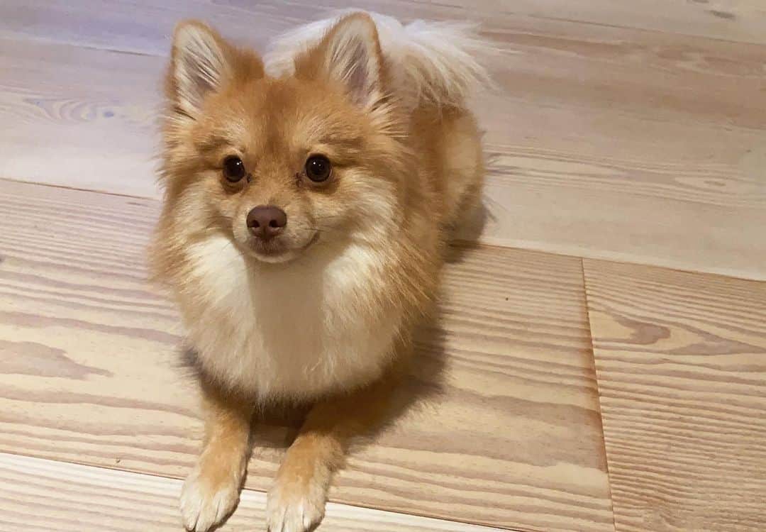 こよちゃんさんのインスタグラム写真 - (こよちゃんInstagram)「7枚目がお気に入りです🌟 ・ ・ 愛犬アカウント @coco_chan0113  も少しずつ投稿してるので見てねん💌 #こよのおイヌ   ・  ・  ・  #いぬバカ部 #いぬすきさんと繋がりたい🐶 #いぬすた #いぬは家族 #ポメラニアン #ポメラニアン子犬 #ポメラニアンオレンジ #ポメラニアン好き #可愛い君が愛おしい #犬 #犬スタグラム #犬写真 #おしゃんぽ #スヌーピー #笑顔 #あにまるしゃしんぶ #dogstagram #dogphoto #pomeranian #pomeranianpuppy #pomeranianlovers #pomeraniandog #pomeranianswag #pomeraniangirl #petlovers #pet #instapet #pets_of_instagram #petoftheday」2月3日 19時56分 - koyomatsu5