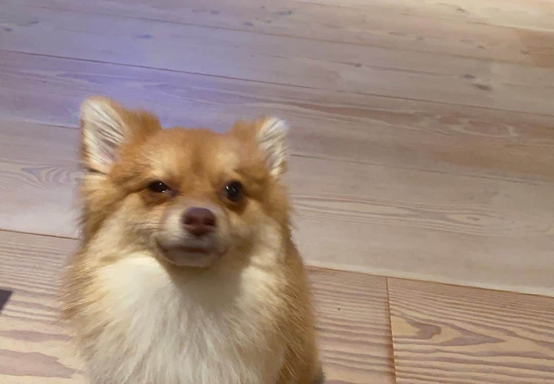 こよちゃんさんのインスタグラム写真 - (こよちゃんInstagram)「7枚目がお気に入りです🌟 ・ ・ 愛犬アカウント @coco_chan0113  も少しずつ投稿してるので見てねん💌 #こよのおイヌ   ・  ・  ・  #いぬバカ部 #いぬすきさんと繋がりたい🐶 #いぬすた #いぬは家族 #ポメラニアン #ポメラニアン子犬 #ポメラニアンオレンジ #ポメラニアン好き #可愛い君が愛おしい #犬 #犬スタグラム #犬写真 #おしゃんぽ #スヌーピー #笑顔 #あにまるしゃしんぶ #dogstagram #dogphoto #pomeranian #pomeranianpuppy #pomeranianlovers #pomeraniandog #pomeranianswag #pomeraniangirl #petlovers #pet #instapet #pets_of_instagram #petoftheday」2月3日 19時56分 - koyomatsu5