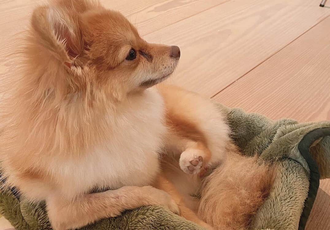こよちゃんさんのインスタグラム写真 - (こよちゃんInstagram)「7枚目がお気に入りです🌟 ・ ・ 愛犬アカウント @coco_chan0113  も少しずつ投稿してるので見てねん💌 #こよのおイヌ   ・  ・  ・  #いぬバカ部 #いぬすきさんと繋がりたい🐶 #いぬすた #いぬは家族 #ポメラニアン #ポメラニアン子犬 #ポメラニアンオレンジ #ポメラニアン好き #可愛い君が愛おしい #犬 #犬スタグラム #犬写真 #おしゃんぽ #スヌーピー #笑顔 #あにまるしゃしんぶ #dogstagram #dogphoto #pomeranian #pomeranianpuppy #pomeranianlovers #pomeraniandog #pomeranianswag #pomeraniangirl #petlovers #pet #instapet #pets_of_instagram #petoftheday」2月3日 19時56分 - koyomatsu5