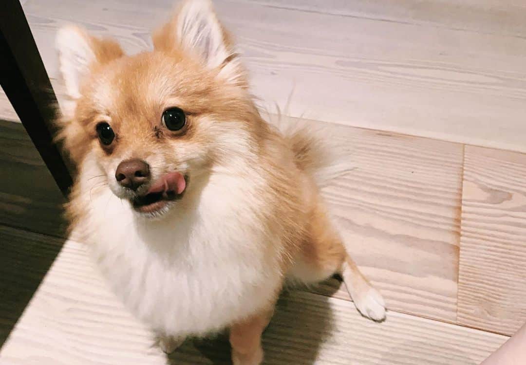 こよちゃんさんのインスタグラム写真 - (こよちゃんInstagram)「7枚目がお気に入りです🌟 ・ ・ 愛犬アカウント @coco_chan0113  も少しずつ投稿してるので見てねん💌 #こよのおイヌ   ・  ・  ・  #いぬバカ部 #いぬすきさんと繋がりたい🐶 #いぬすた #いぬは家族 #ポメラニアン #ポメラニアン子犬 #ポメラニアンオレンジ #ポメラニアン好き #可愛い君が愛おしい #犬 #犬スタグラム #犬写真 #おしゃんぽ #スヌーピー #笑顔 #あにまるしゃしんぶ #dogstagram #dogphoto #pomeranian #pomeranianpuppy #pomeranianlovers #pomeraniandog #pomeranianswag #pomeraniangirl #petlovers #pet #instapet #pets_of_instagram #petoftheday」2月3日 19時56分 - koyomatsu5