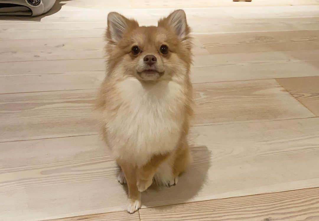 こよちゃんさんのインスタグラム写真 - (こよちゃんInstagram)「7枚目がお気に入りです🌟 ・ ・ 愛犬アカウント @coco_chan0113  も少しずつ投稿してるので見てねん💌 #こよのおイヌ   ・  ・  ・  #いぬバカ部 #いぬすきさんと繋がりたい🐶 #いぬすた #いぬは家族 #ポメラニアン #ポメラニアン子犬 #ポメラニアンオレンジ #ポメラニアン好き #可愛い君が愛おしい #犬 #犬スタグラム #犬写真 #おしゃんぽ #スヌーピー #笑顔 #あにまるしゃしんぶ #dogstagram #dogphoto #pomeranian #pomeranianpuppy #pomeranianlovers #pomeraniandog #pomeranianswag #pomeraniangirl #petlovers #pet #instapet #pets_of_instagram #petoftheday」2月3日 19時56分 - koyomatsu5