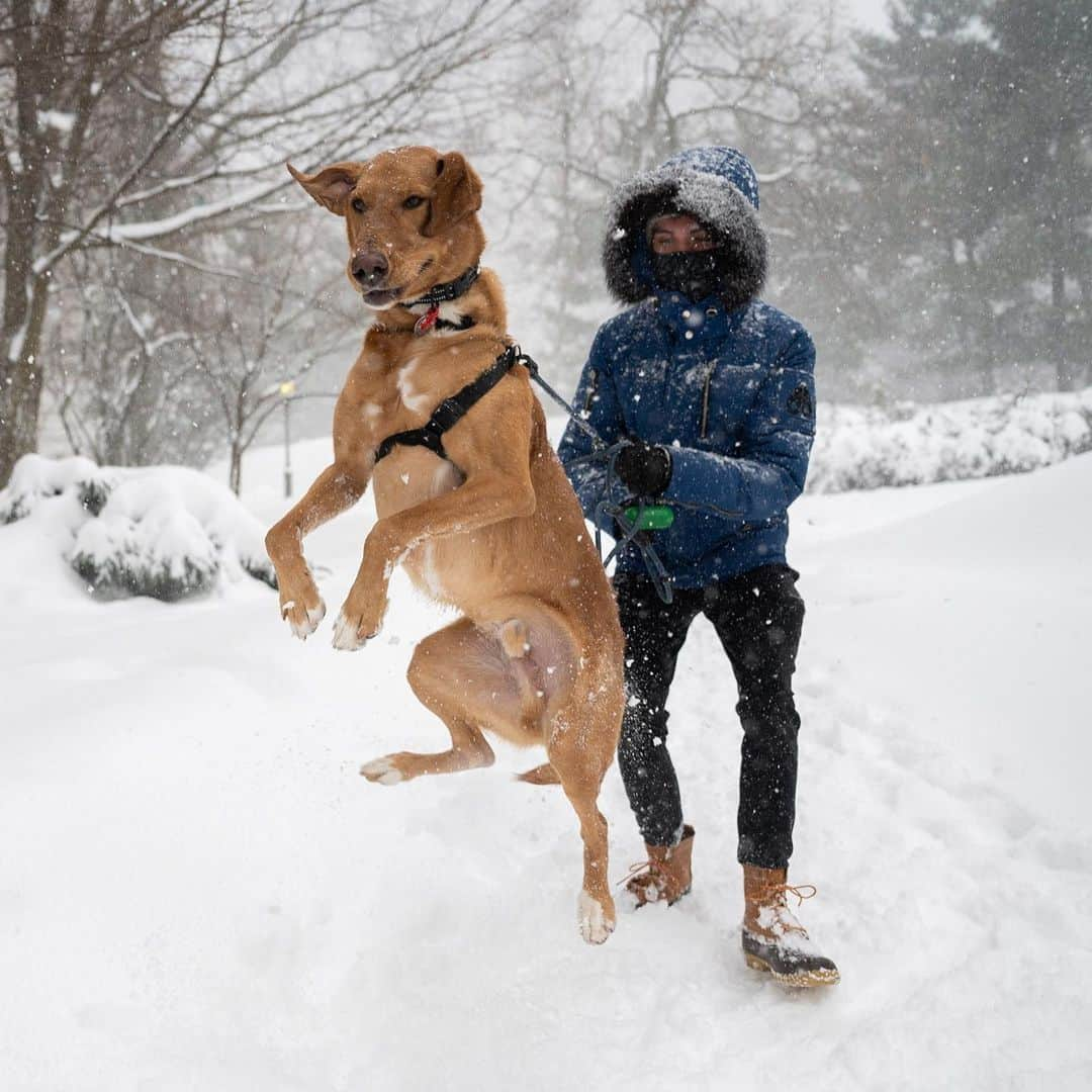 The Dogistさんのインスタグラム写真 - (The DogistInstagram)「Lincoln, Labradoodle (1.5 y/o), Central Park, New York, NY • “He’s a Labradoodle who didn’t get curly hair. He likes sticks a lot and is afraid of trash bags.” @lincolnthelabradooodle」2月3日 11時07分 - thedogist