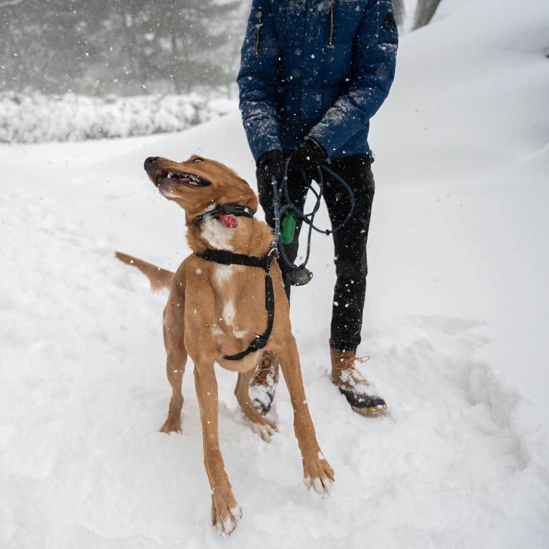 The Dogistさんのインスタグラム写真 - (The DogistInstagram)「Lincoln, Labradoodle (1.5 y/o), Central Park, New York, NY • “He’s a Labradoodle who didn’t get curly hair. He likes sticks a lot and is afraid of trash bags.” @lincolnthelabradooodle」2月3日 11時07分 - thedogist