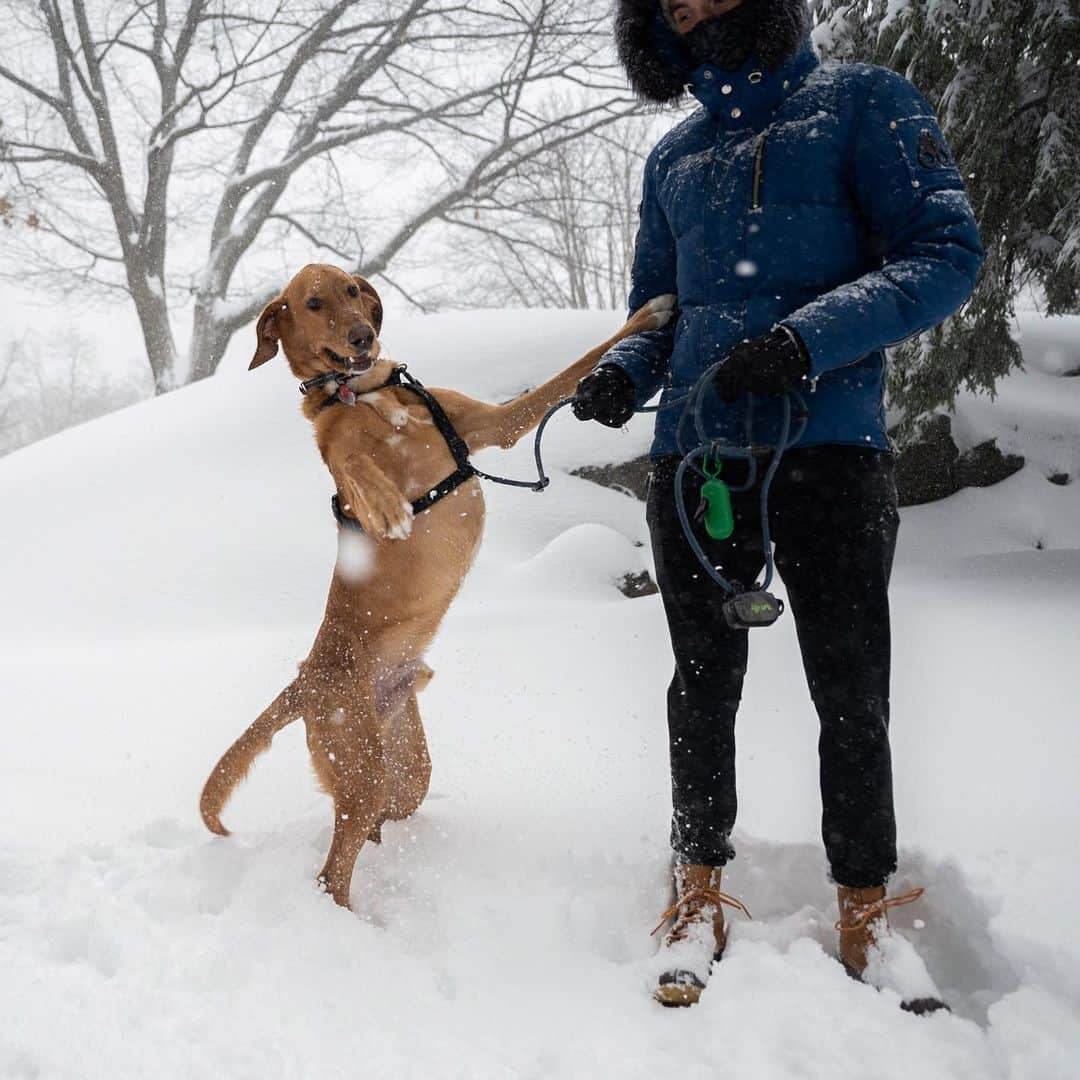 The Dogistさんのインスタグラム写真 - (The DogistInstagram)「Lincoln, Labradoodle (1.5 y/o), Central Park, New York, NY • “He’s a Labradoodle who didn’t get curly hair. He likes sticks a lot and is afraid of trash bags.” @lincolnthelabradooodle」2月3日 11時07分 - thedogist