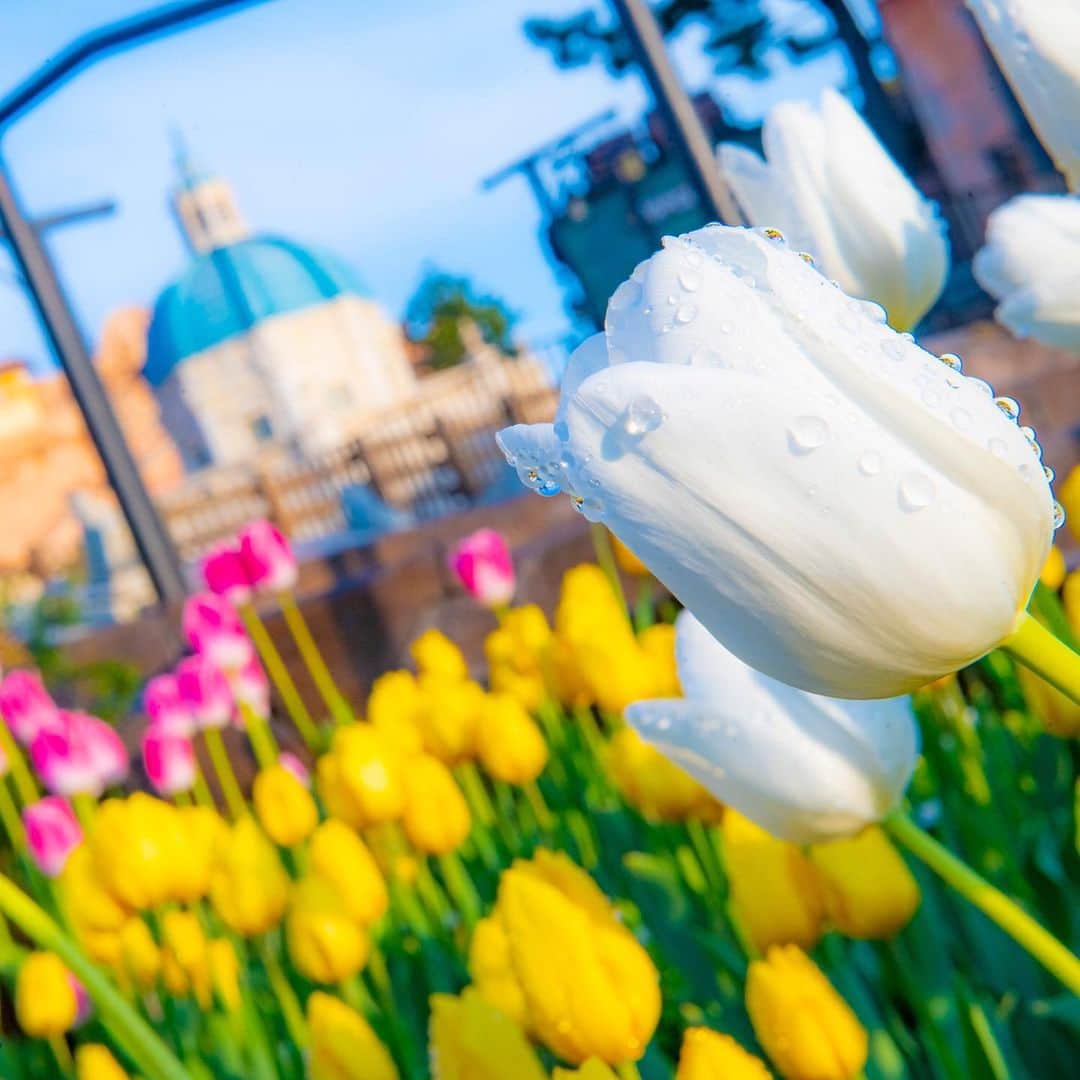 のインスタグラム：「Shine in the sunlight🌷 春はすぐそこ！ #soaringfantasticflight #mediterraneanharbor #tokyodisneysea #tokyodisneyresort #tulips #ソアリンファンタスティックフライト #メディテレーニアンハーバー #東京ディズニーシー #東京ディズニーリゾート #チューリップ」