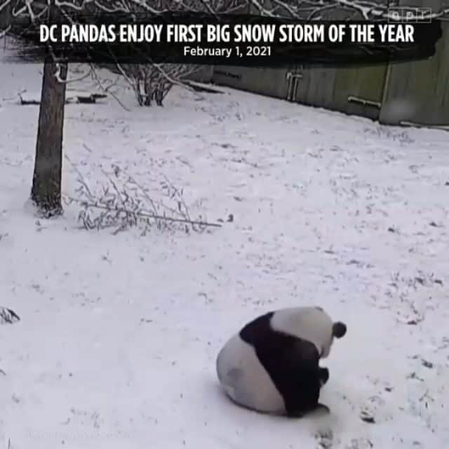 シャニン・ソサモンのインスタグラム：「We are not worthy 🙏🌎🙏  #REPOST @npr @smithsonianzoo」