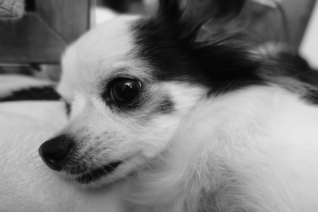 加藤万里奈さんのインスタグラム写真 - (加藤万里奈Instagram)「何考えてるのかな〜 #デヴィ犬」2月3日 11時19分 - _marinakato_