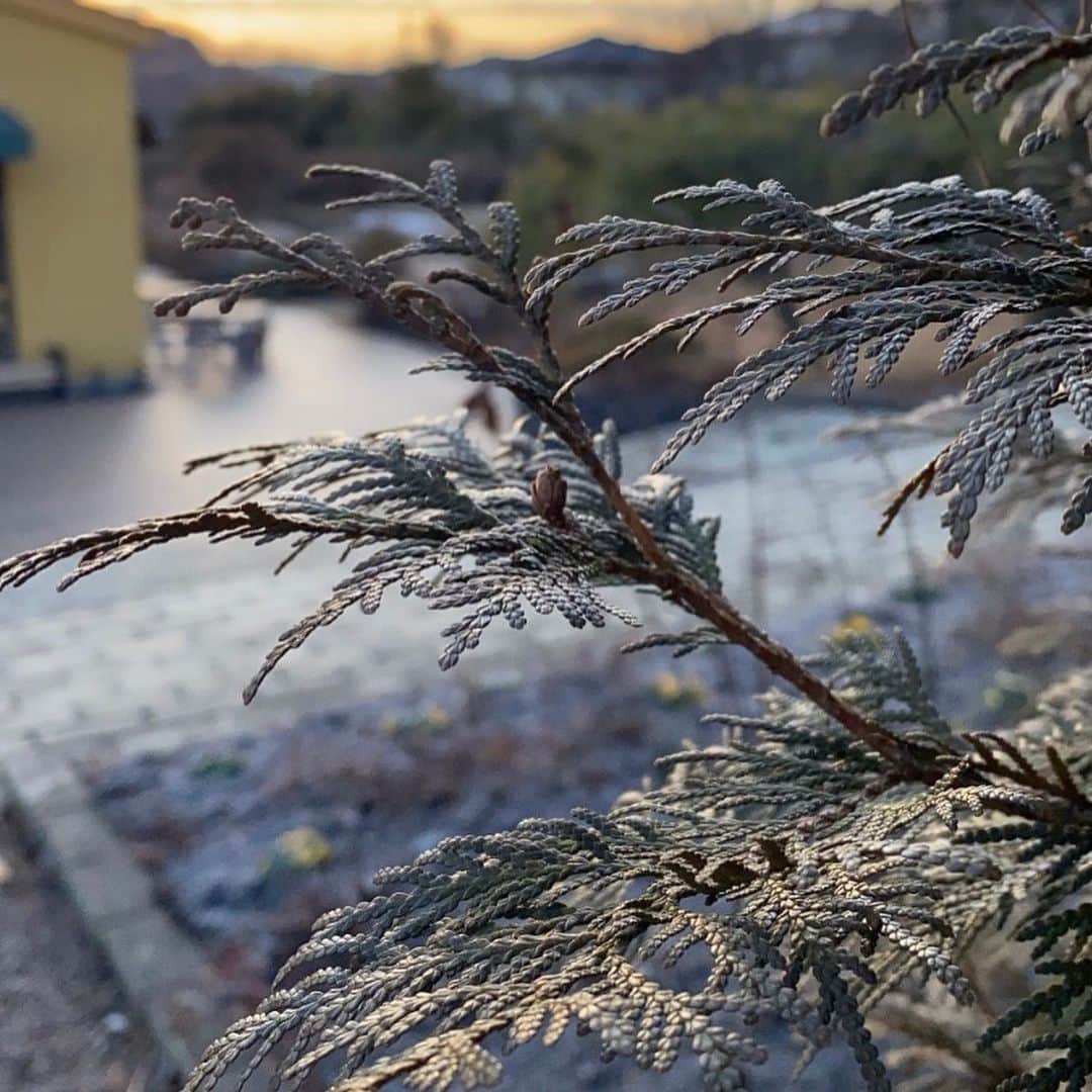 生活の木 メディカルハーブガーデン薬香草園【公式】さんのインスタグラム写真 - (生活の木 メディカルハーブガーデン薬香草園【公式】Instagram)「【2021年2月3日ガーデン便り】  朝の光にきらめいて、薬香草園の1日が始まります。今日は朝焼けに映える植物たち🌿をご紹介したいと思います。  １枚目: 寒さにあたるとブロンズに輝くニオイヒバ。ヒノキ科の常緑樹で葉っぱを揉むと甘い香りがします。  ２枚目:ブルーのコニファーは、這うタイプのハイビャクシンです。寝っ転がって撮影するとおしりがチクチクします。背景は落葉中のウラジロハコヤナギ。  ３枚目:開花を待ち望むミモザの蕾シャワー。早いと2月の終わりに咲きはじめます。  ４〜５枚目:雨の日、セイヨウナナカマドに水がつたい樹幹に枝のような模様ができていました。💧  今日は立春。暦の上では春🍀となりましたが、まだまだ寒い日が続きますね❄️どうぞあたたかくしてお過ごしください。  #生活の木  #薬香草園  #メディカルハーブ #メディカルハーブガーデン #ハーブ #ハーブ🌿 #ハーブガーデン #埼玉 #飯能  #ハーブのある暮らし #植物のある暮らし #ウェルネス #ウェルビーイング #ニオイヒバ #ハイビャクシン #ウラジロハコヤナギ #ミモザ #樹幹流 #朝焼け」2月3日 11時30分 - treeoflife_garden