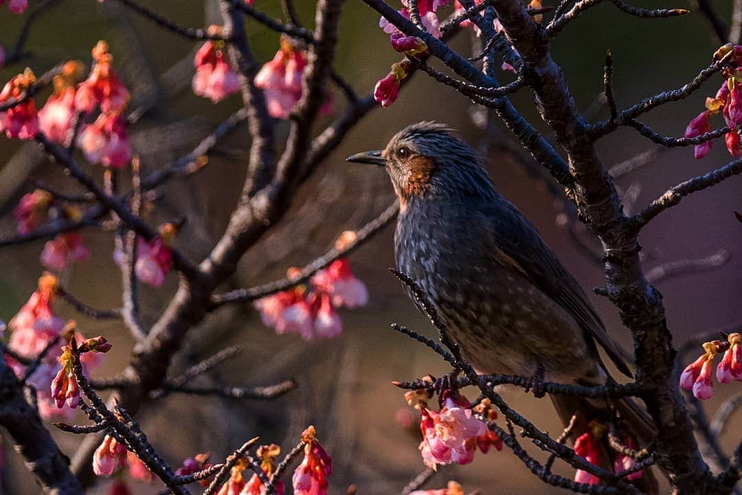 鹿児島よかもん再発見のインスタグラム：「錦江湾公園の寒緋桜とヒヨドリ(^-^)/  まだまだ寒い日もありますが、少しずつ春へ🌸  ※野鳥が続くかも‥です(^o^;)  #鹿児島 #鹿児島観光 #ヒヨドリ #錦江湾公園 #野鳥 #寒緋桜 #鹿児島の風景 #鹿児島の自然 #鹿児島の野鳥 #kagoshima #japan」