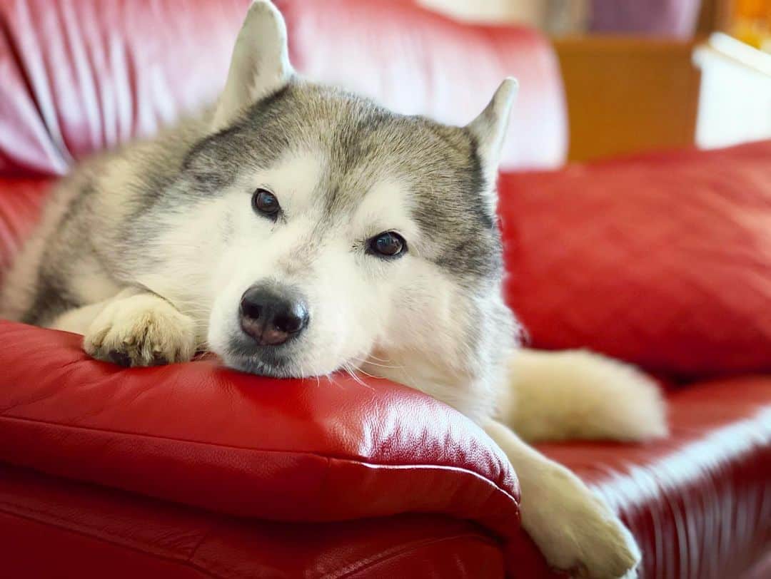 プピプピ文太さんのインスタグラム写真 - (プピプピ文太Instagram)「その後お昼寝モードに入ったブンブン😴💤 #siberianhusky #husky #dog #シベリアンハスキー　#犬」2月3日 11時42分 - pupipupi_pupipi