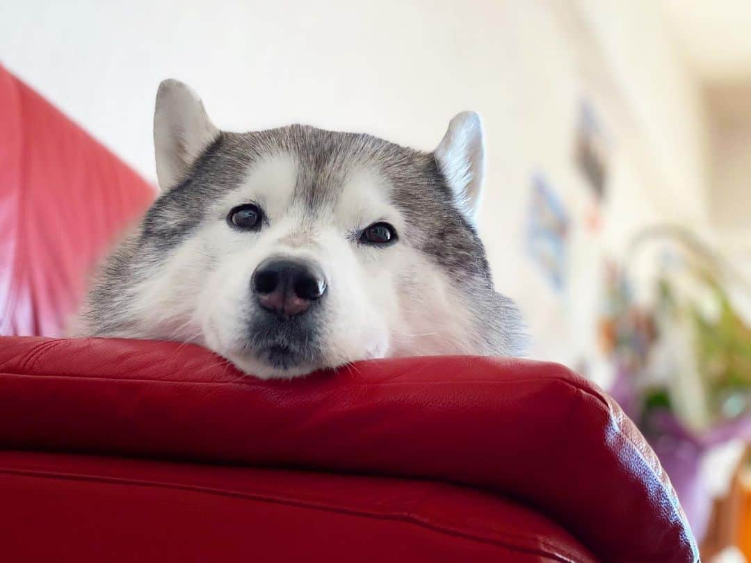 プピプピ文太のインスタグラム：「その後お昼寝モードに入ったブンブン😴💤 #siberianhusky #husky #dog #シベリアンハスキー　#犬」