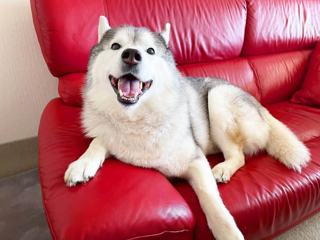 プピプピ文太のインスタグラム：「朝からソファを占拠するブンブン #siberianhusky #husky #dog #シベリアンハスキー　#犬」